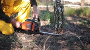 Best Tree Maintenance Programs  in USA